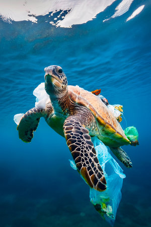 Sea Turtle Entangled in Marine Debris, Ocean Day Environmental Awarenessの写真素材