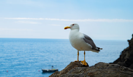 Close-up of a seagull standing on a rock by the sea in Manarola, Liguria, Italy.の写真素材