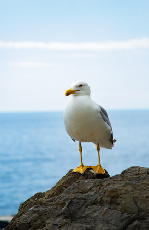 Close-up of a seagull standing on a rock by the sea in Manarola, Liguria, Italy.の写真素材