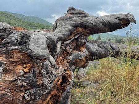 Close-up of a centuries-old pine trunk with cracked bark and dramatic natural textures