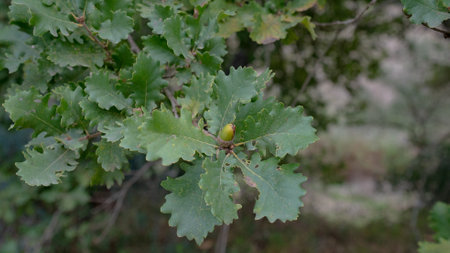 Close-up of a green acorn growing among oak leaves in a Sardinian forestの写真素材