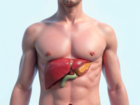 Detailed liver anatomy illustration in male body showing internal digestive organsの写真素材