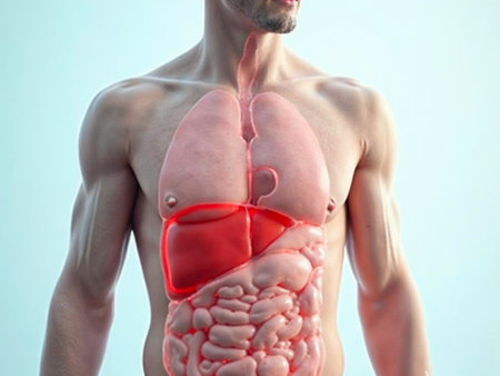 Detailed liver anatomy illustration in male body showing internal digestive organsの写真素材