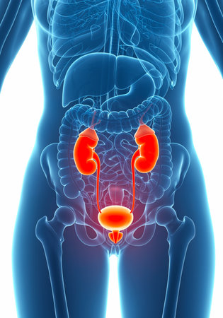 female anatomy showing bladder inflammation and urinary tract infection (UTI)の写真素材
