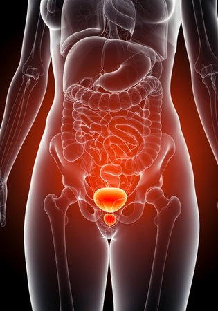 Female urinary system with inflamed bladder indicating cystitis and pelvic infectionの写真素材