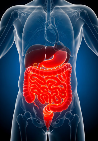 Female urinary system with inflamed bladder indicating cystitis and pelvic infection