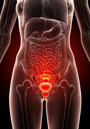 Female urinary system with inflamed bladder indicating cystitis and pelvic infection