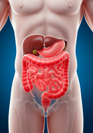 An illustration of a human body showing the stomach, large intestine, and small intestine.