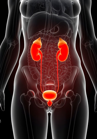 female anatomy showing bladder inflammation and urinary tract infection (UTI)の写真素材