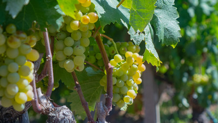 Detailed view of ripe white grapes on the vine under leafy vineyard canopy