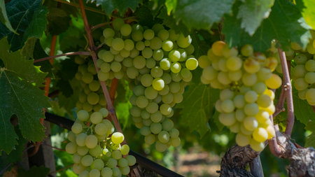Detailed view of ripe white grapes on the vine under leafy vineyard canopy