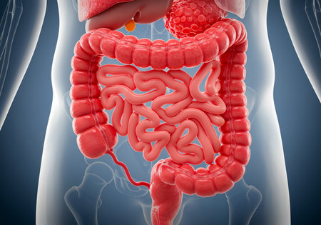 Colon Cancer Visualization in Human Digestive Systemの写真素材