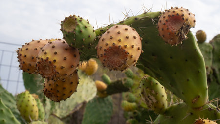 Closeup of prickly pear cactus fruits in natural growth stage on green pads