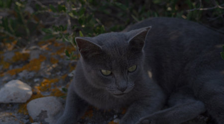 Gray cat lying on rocky ground, casting a shadow in bright sunlightの写真素材