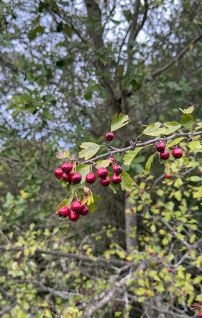 Red Hawthorn Berries on Green Branches in Natural Light