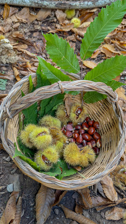 Fresh chestnuts and burrs gathered in a natural wicker basket outdoorsの写真素材