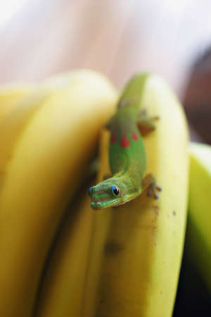 illustration of gecko on bananas
の写真素材
