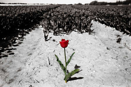 scene of Tulips in the farm 
の写真素材
