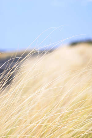 scene of Hay fields 
の写真素材