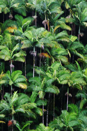 Tropical palms 

の写真素材