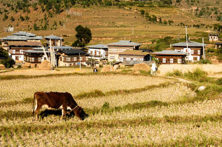 lifestyle of people on mountain - Bhutanの写真素材