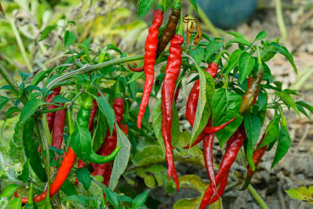 Red chili peppers on the branch, virascivanie in the gardenの写真素材
