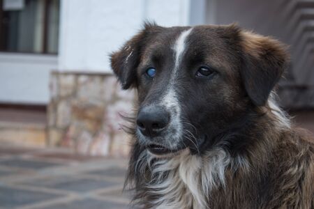 dog with a white eye looking at the horizonの写真素材