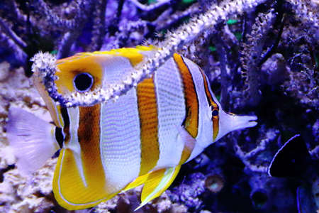 Genoa-Italy May 28 2020: The colorfull tropical fish from the aquarium in Genoa (Italy) on the day of reopening the public after the lockdown. The aquarium of Genoa is the second largest aquarium in Europe, and anyway one of the most beautiful in the worlのeditorial素材
