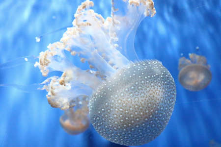 Genoa-Italy May 28 2020: The anemones and jellyfish from the aquarium in Genoa (Italy) on the day of reopening the public after the lockdown. The aquarium of Genoa is the second largest aquarium in Europe, and anyway one of the most beautiful in the worldのeditorial素材