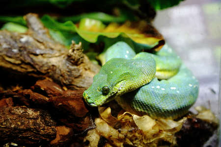 Genoa-Italy May 28 2020: The green snake from the aquarium in Genoa (Italy) on the day of reopening the public after the lockdown. The aquarium of Genoa is the second largest aquarium in Europe, and anyway one of the most beautiful in the world, definitelのeditorial素材