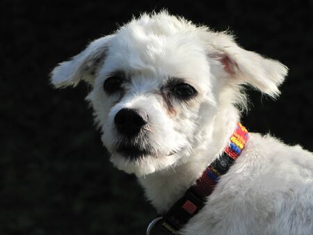 white maltese dog with red necklace on black background