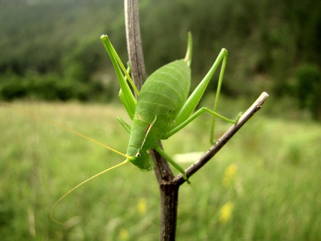 macro shot of green grasshopper standing on a dry twigs