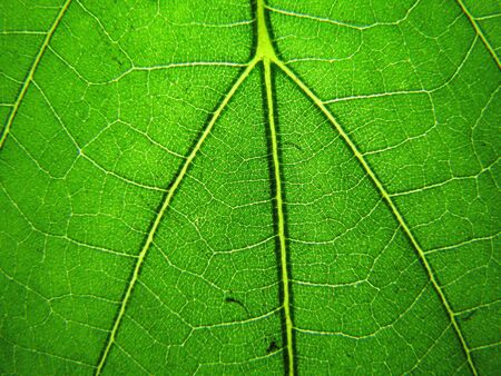 macro shot of green leaf texture 