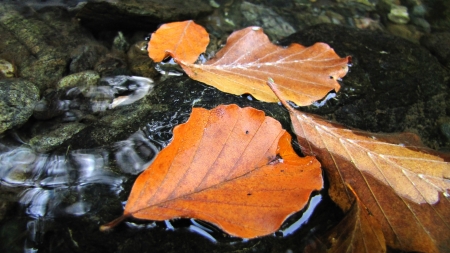 autumn leaves floating on a water surface  の写真素材