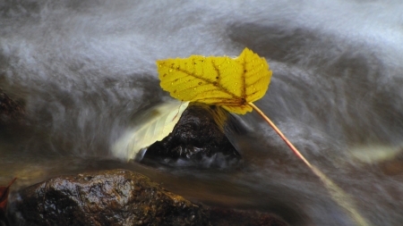 autumn leaf on a stone in mountain stream close up  の写真素材