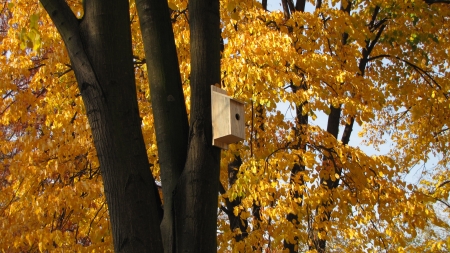 House for the birds on the lime tree in autumn colors の写真素材