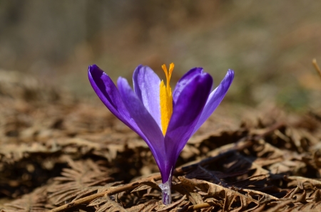 Close up shot of Crocus in full bloomの写真素材