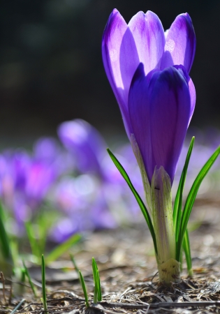 Two crocuses in a hug on a mountain meadow in strong sun back light  の写真素材