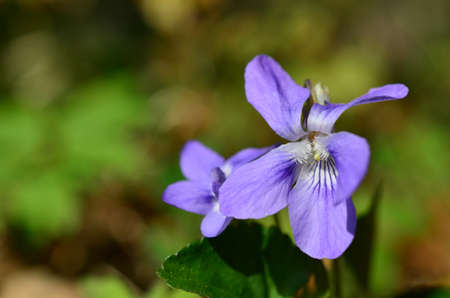 Macro shot of violets flowers blooming in spring meadow