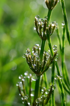 Dew drops on the leafs of a Field Horsetail  Equisetum arvense , green natural background with copy space for the textの写真素材