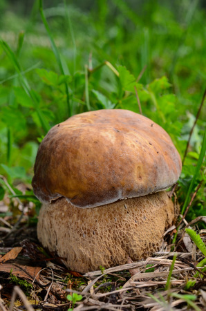 Young Boletus Aestivalis or Spring Cap with characteristic mesh on the stipe, delicious edible mushroomの写真素材