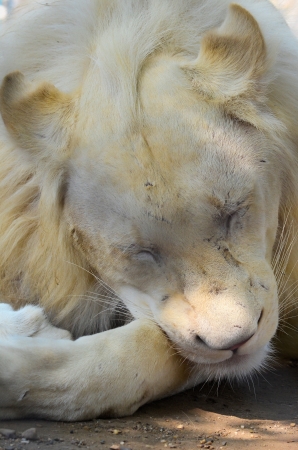 Youn white lion sleeping after a large mealの写真素材