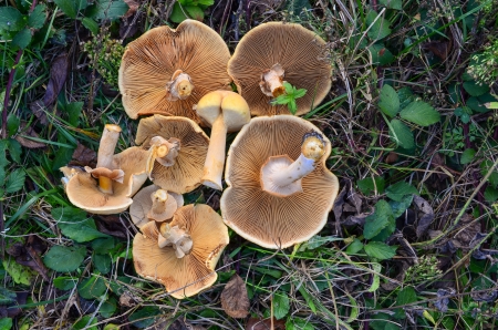 Freshly picked Golden Shield mushrooms  Phaeolepiota Aurea   in the grass