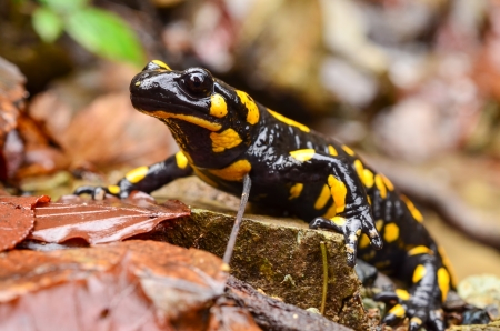 Fire salamander standing on the wet stone and autumn leaves, with photographer's reflection in the eyeの写真素材