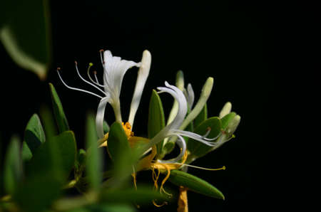 White Mediterranean flower with green leafs and yellow pestle againstの写真素材
