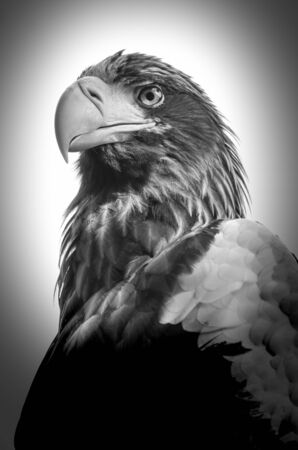 Close up view of Eastern Imperial Eagle or Aquila heliaca, blak and whiteの写真素材