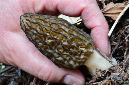 Careful picking of Black morel mushroom or Morchella Conica,  delicate and tasty early spring...