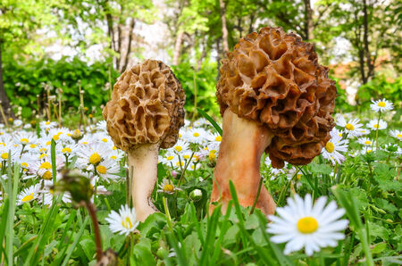 Two Morchella esculenta or Common morel mushrooms in fresh spring vegetation, among green grass and...