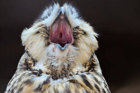 Portrait of yawning owl against dark backgroundの写真素材