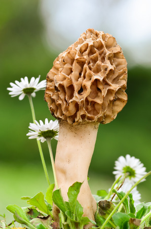 Common morel mushroom or Morshella esculenta among daisy flowers against green bokeh background の写真素材